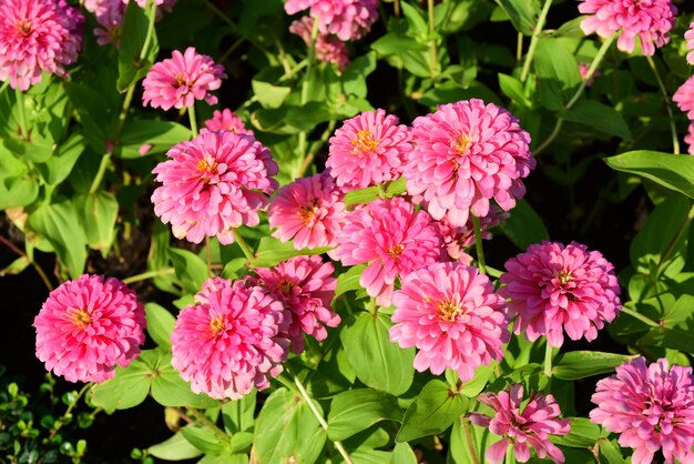 写真 ピンクの花の植物のクローズアップ