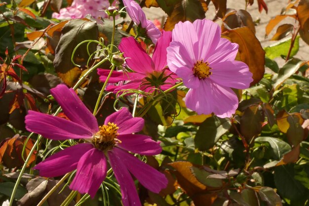 写真 ピンクの花の植物のクローズアップ