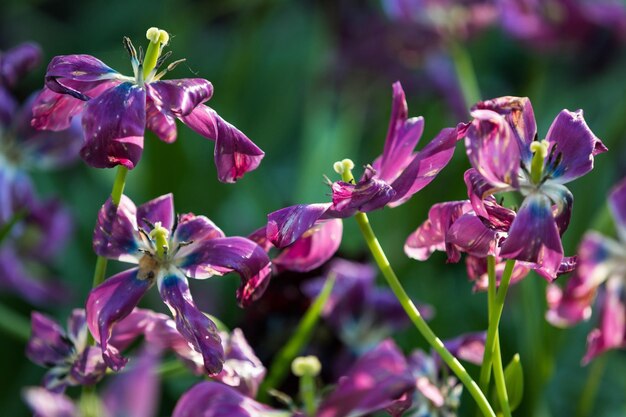 写真 ピンクの花の植物のクローズアップ