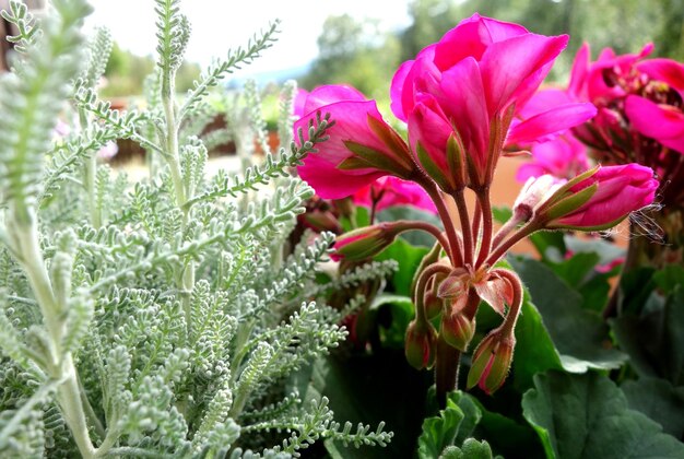 写真 ピンクの花を ⁇ かせる植物のクローズアップ