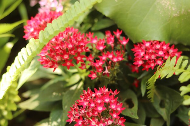 写真 ピンクの花の植物のクローズアップ