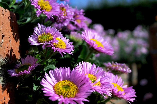 写真 ピンクの花の植物のクローズアップ