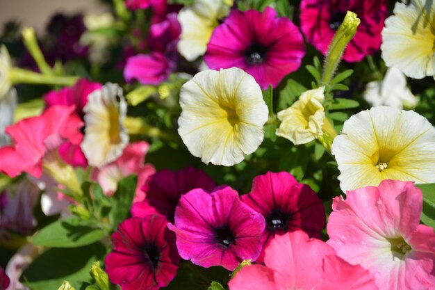 写真 ピンクの花の植物のクローズアップ