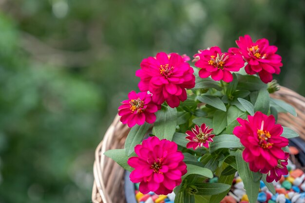 写真 ピンクの花の植物のクローズアップ