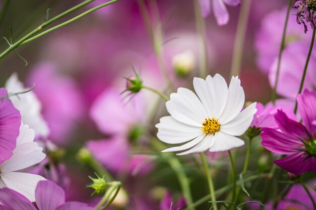 写真 ピンクの花を ⁇ かせる植物のクローズアップ