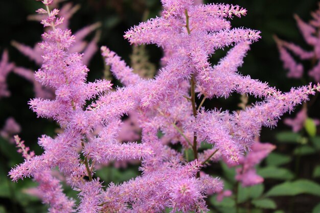 写真 ピンクの花の植物のクローズアップ