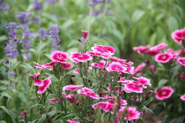 写真 ピンクの花の植物のクローズアップ