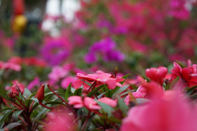 写真 ピンクの花の植物のクローズアップ