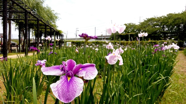 写真 フィールドでくピンクの花のクローズアップ