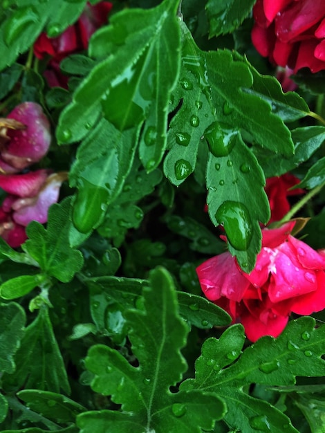 Фото Близкий план розовых цветов, цветущих в саду
