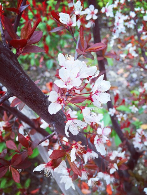 写真 木にくピンクの花のクローズアップ