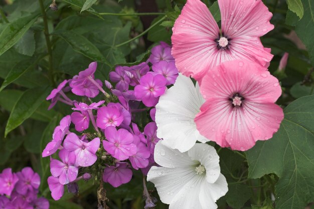 写真 外でいているピンクの花のクローズアップ