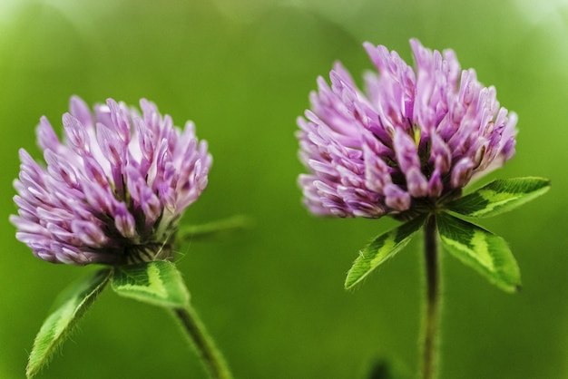 写真 外でいているピンクの花のクローズアップ