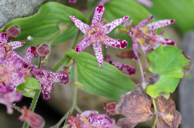 写真 外でいているピンクの花のクローズアップ