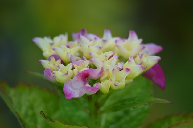 写真 外でいているピンクの花のクローズアップ