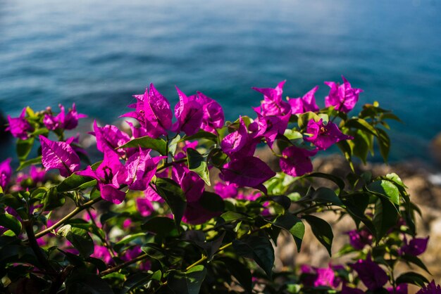사진 야외 에서 꽃 이 피는 분홍색 꽃 의 클로즈업