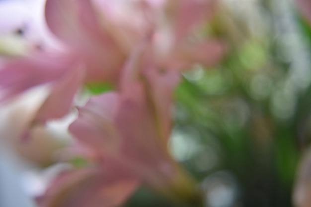 Фото Близкий снимок розовых цветов, цветущих на открытом воздухе