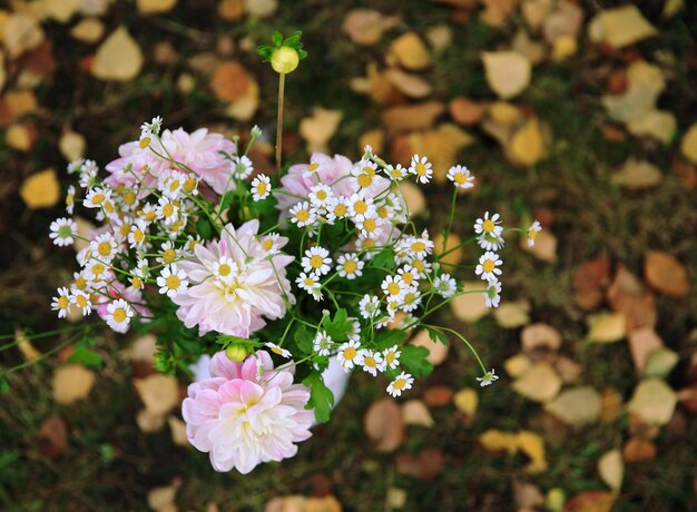 写真 屋外に咲くピンクの花のクローズアップ