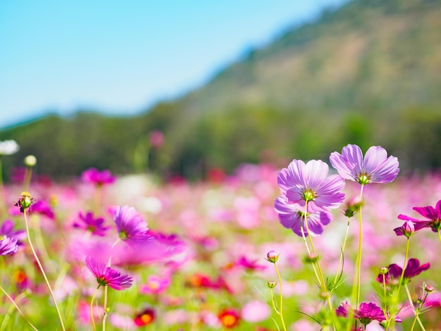 写真 公園で育つピンクの花のクローズアップ