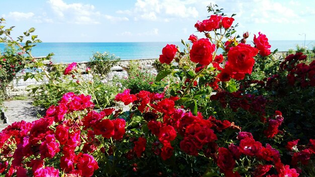 写真 海中のピンクの花のクローズアップ