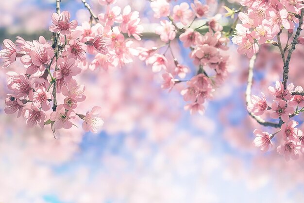 写真 木のピンクの花のクローズアップ