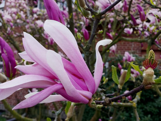 写真 ピンクの花のクローズアップ