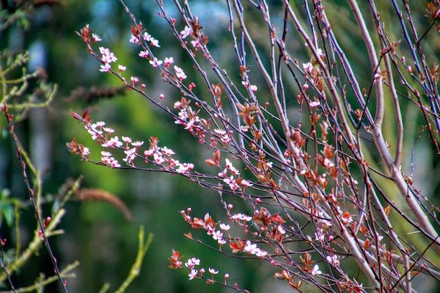 写真 ピンクの花のクローズアップ