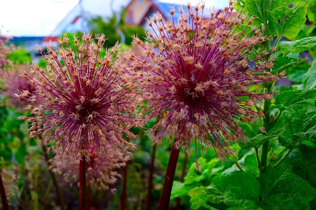 写真 ピンクの花のクローズアップ