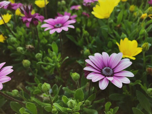 写真 ピンクの花のクローズアップ