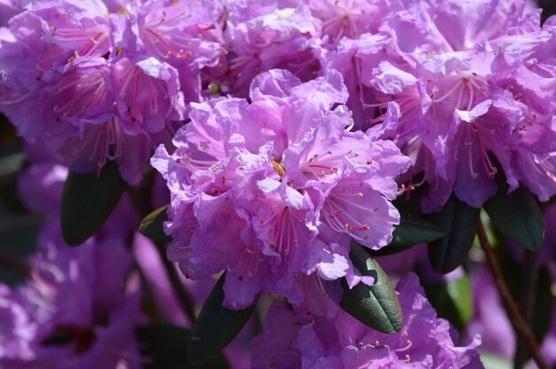 写真 ピンクの花のクローズアップ