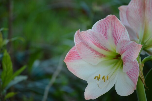 写真 ピンクの花のクローズアップ