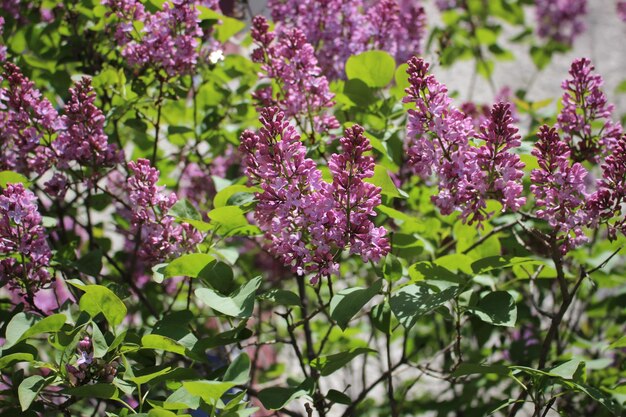 写真 ピンクの花のクローズアップ