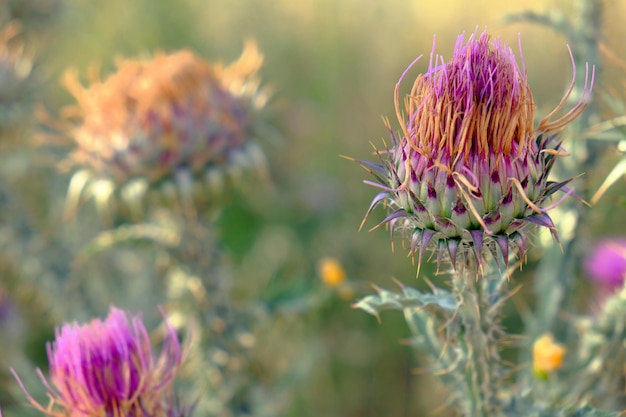 写真 ピンクの花のクローズアップ