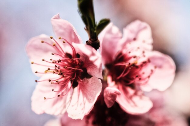 写真 ピンクの花のクローズアップ