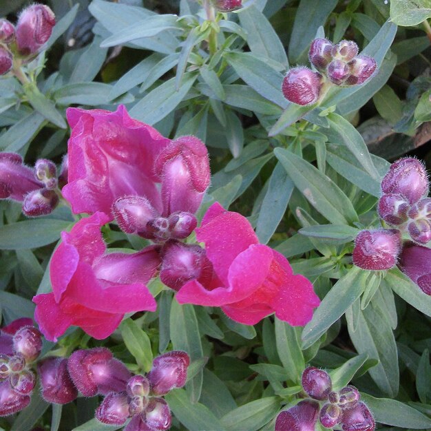 写真 ピンクの花のクローズアップ