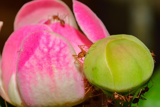 写真 ピンクの花のクローズアップ