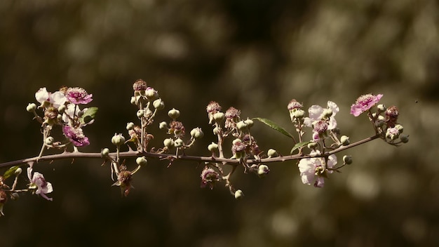 写真 ピンクの花のクローズアップ