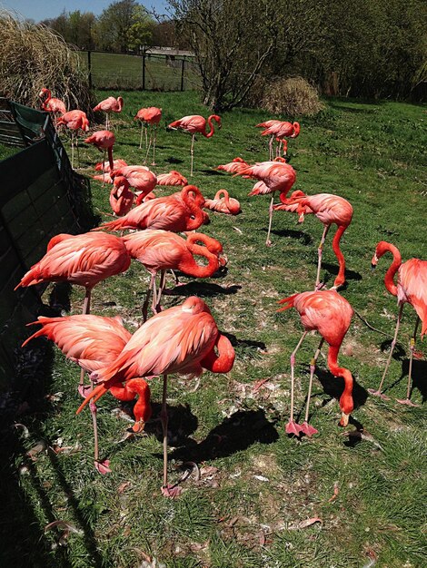 写真 ピンクの花のクローズアップ