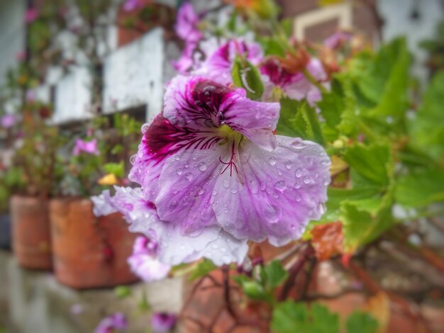 写真 ピンクの花のクローズアップ