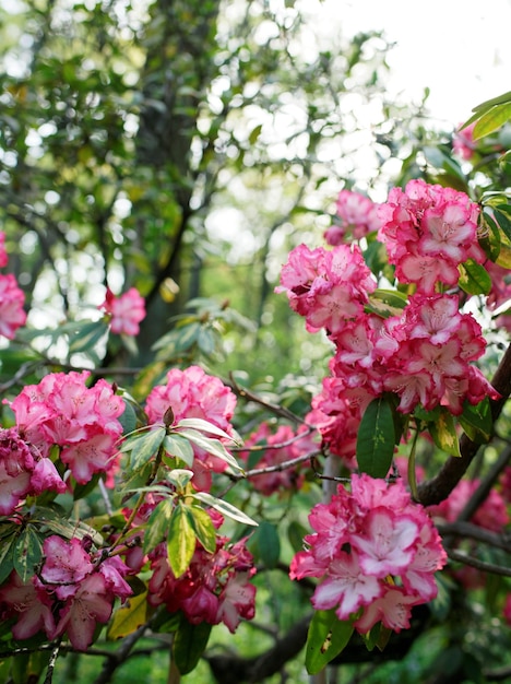 写真 ピンクの花のクローズアップ