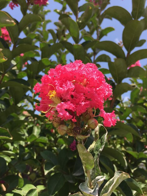 写真 ピンクの花のクローズアップ