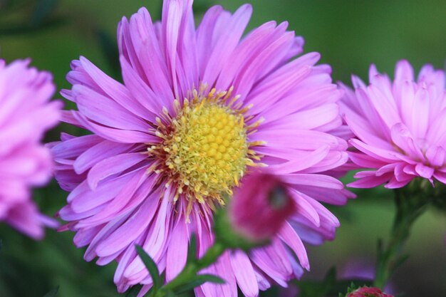 写真 ピンクの花のクローズアップ