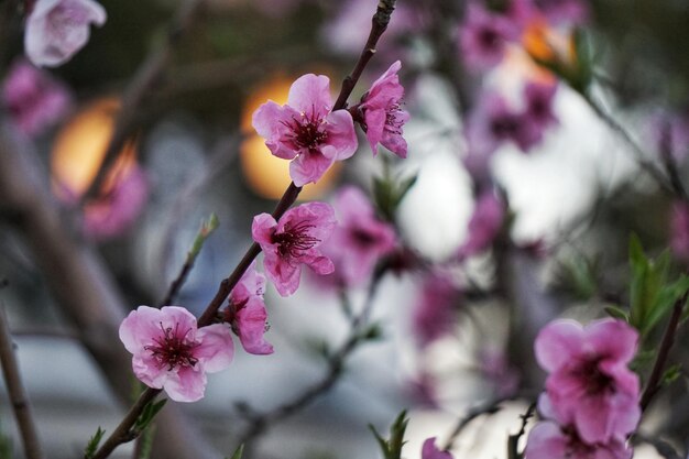 写真 ピンクの花のクローズアップ