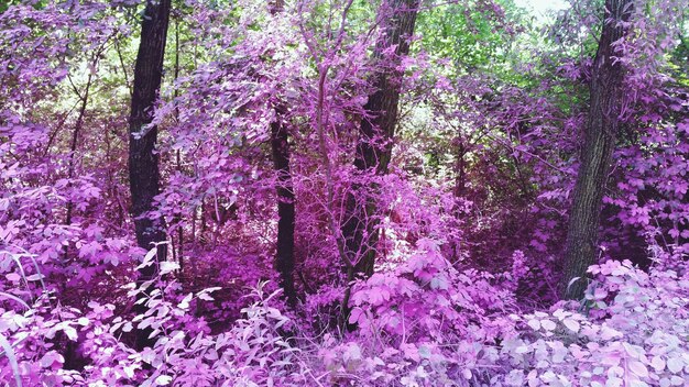 写真 ピンクの花のクローズアップ