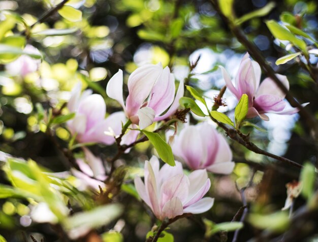 写真 ピンクの花のクローズアップ