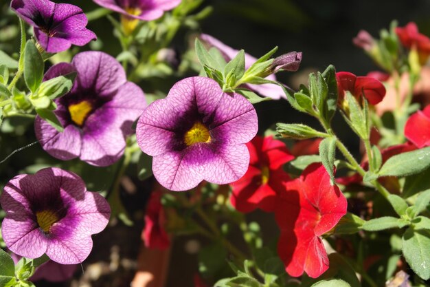 写真 ピンクの花のクローズアップ