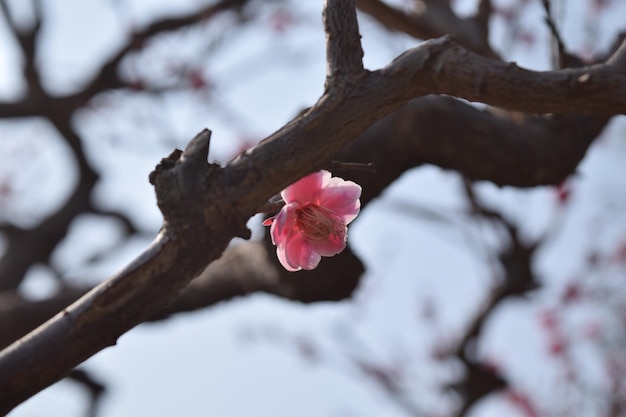 写真 ピンクの花のクローズアップ