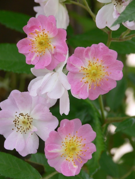 写真 ピンクの花のクローズアップ