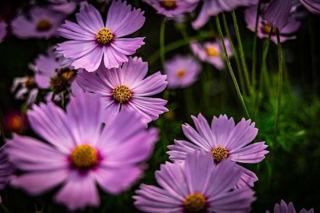 写真 ピンクの花のクローズアップ