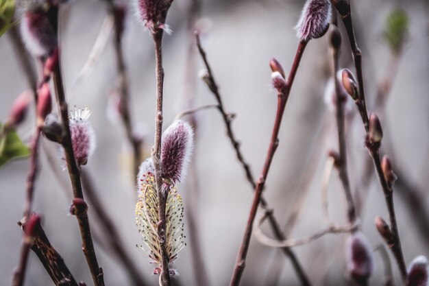 写真 ピンクの花のクローズアップ